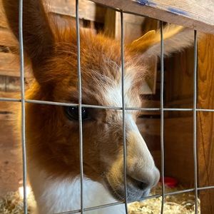 Meet your Posher, Sasha